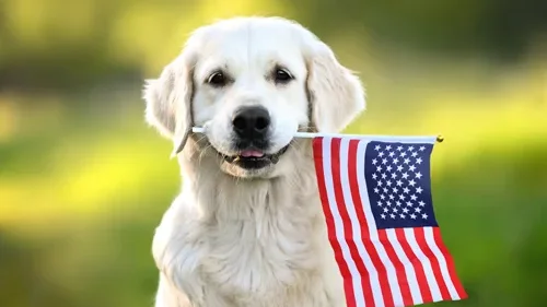 Haustiere in die USA mitnehmen – Einreisebestimmungen für Hund, Katze & Co.
